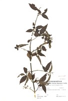 藏品(玉山糯米樹)的圖片